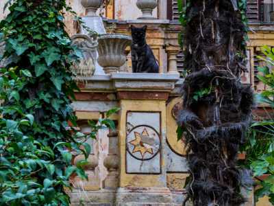 Altro particolare che notiamo affacciandoci tra le inferriate, e che ritorna in tutta la struttura, � una stella a otto punte in un cerchio bianco: la notiamo subito sulle balaustre delle scale di accesso vegliate da un attento gatto nero